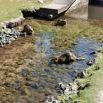 Nutria in Prague: The Adorable River Rats You Shouldn’t Feed (2026 ...