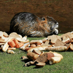 Nutria in Prague: The Adorable River Rats You Shouldn’t Feed (2026 ...